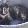 Vichy  buntes Kitten sucht liebevolles Zuhause