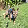 Pinscher-Chihuahua-Mix Dobby