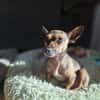 Pinscher-Chihuahua-Mix Dobby