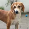 Storm sucht sein Für-Immer-Zuhause!