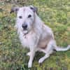 Sensibler Lindon sucht neues Zuhause