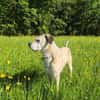 Sensibler Lindon sucht neues Zuhause