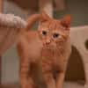 Vermittlungshilfe Kitten