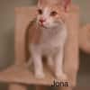 Vermittlungshilfe Kitten