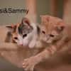 Vermittlungshilfe Kitten