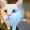 Snowy sucht ein liebevolles Zuahuse