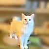 Snowy sucht ein liebevolles Zuahuse