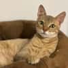 Simba sucht liebevolles Zuhause