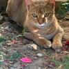 Simba sucht liebevolles Zuhause