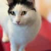 Sugar sucht ein neues Zuhause