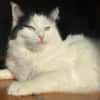 Sugar sucht ein neues Zuhause