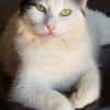 Sugar sucht ein neues Zuhause