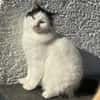 Sugar sucht ein neues Zuhause