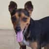 Rusty1 sucht sein Zuhause - NEUE FOTOS UND VIDEO!!!!