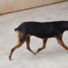 Rusty1 sucht sein Zuhause - NEUE FOTOS UND VIDEO!!!!