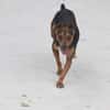 Rusty1 sucht sein Zuhause - NEUE FOTOS UND VIDEO!!!!