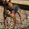 Rusty1 sucht sein Zuhause - NEUE FOTOS UND VIDEO!!!!