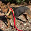 Rusty1 sucht sein Zuhause - NEUE FOTOS UND VIDEO!!!!