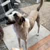 Layla sucht ein neues Zuhause