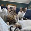 Mila & Maxi suchen gemeinsam ein Zuhause
