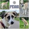PENNI ° freundliche, anhängliche und sanfte junge Hundedame