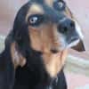 Jack 6 -verschmust und verspielt-