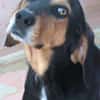 Jack 6 -verschmust und verspielt-