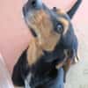 Jack 6 -verschmust und verspielt-