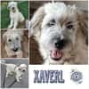 XAVERL ° fröhliches und verschmustes Hundekind