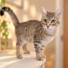 Haricot [Chaton]