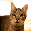 BALOU (RESERVE) A17523