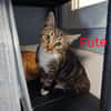 FUTE