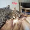 ULYA