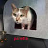Paillette