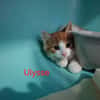 Ulysse
