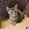 Chaca
