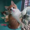 Uma