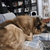 JO