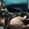 BASTET