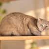 Biscuit [FIV+]