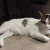 LULU