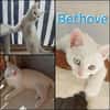 BETHOVE