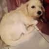 PRUNELLE