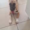 Isis la mini croisée malinoise