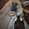Isis la mini croisée malinoise