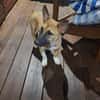 Isis la mini croisée malinoise