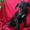 SADIE