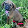 Zelda, Femelle, X Berger, née le 15/07/2026 🐶