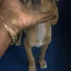 Asco, Mâle, X Berger, né le 01/06/2026 🐶
