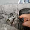 Lilly